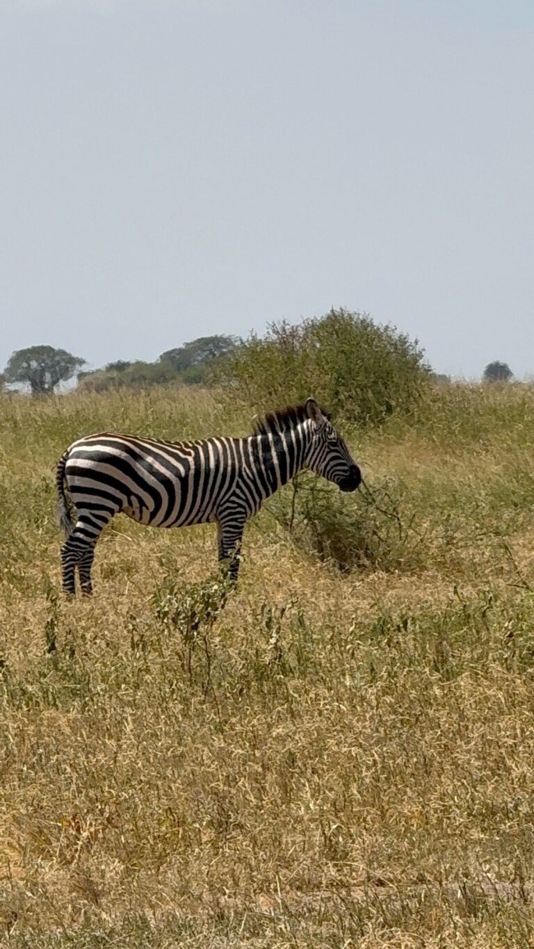 Read more about the article Tanzanie – Zanzibar