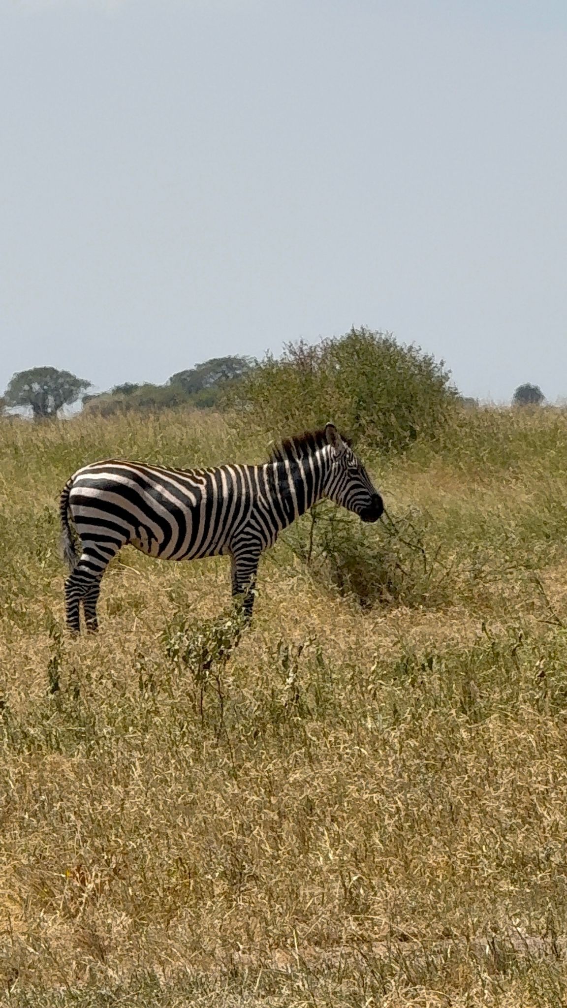 You are currently viewing Tanzanie – Zanzibar