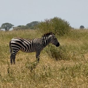 Tanzanie – Zanzibar